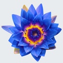 LOTUS BLUE ABSOLUTE OIL WATER LILY 100% Nymphaea caerulea