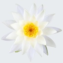 LOTUS WHITE ABSOLUTE OIL 100% Nelumbo nucifera