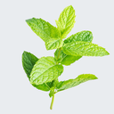 PEPPERMINT ESSENTIAL OIL Mentha piperata 100% PURE Mentha piperata 