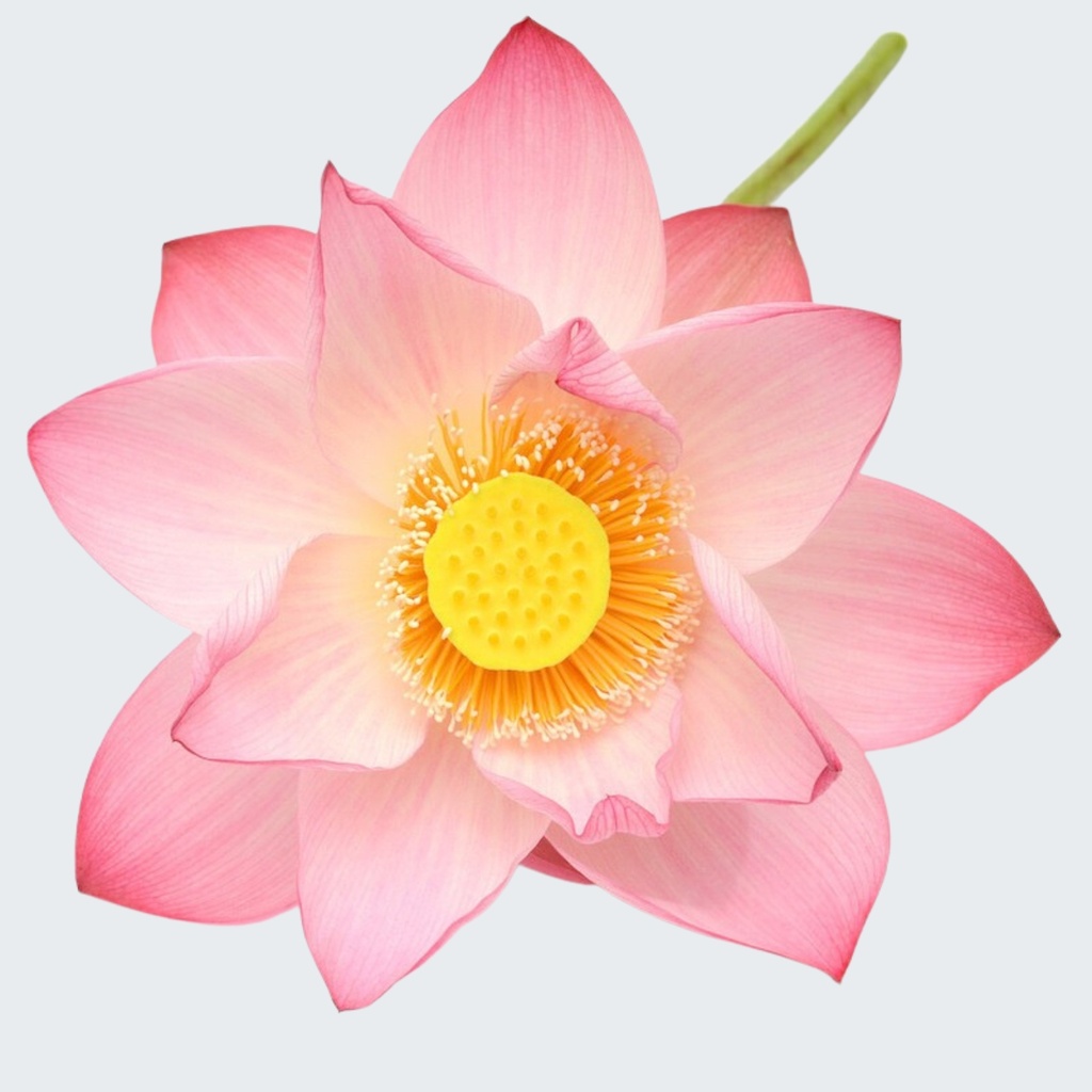 LOTUS PINK ABSOLUT 100% Nelumbo nucifera