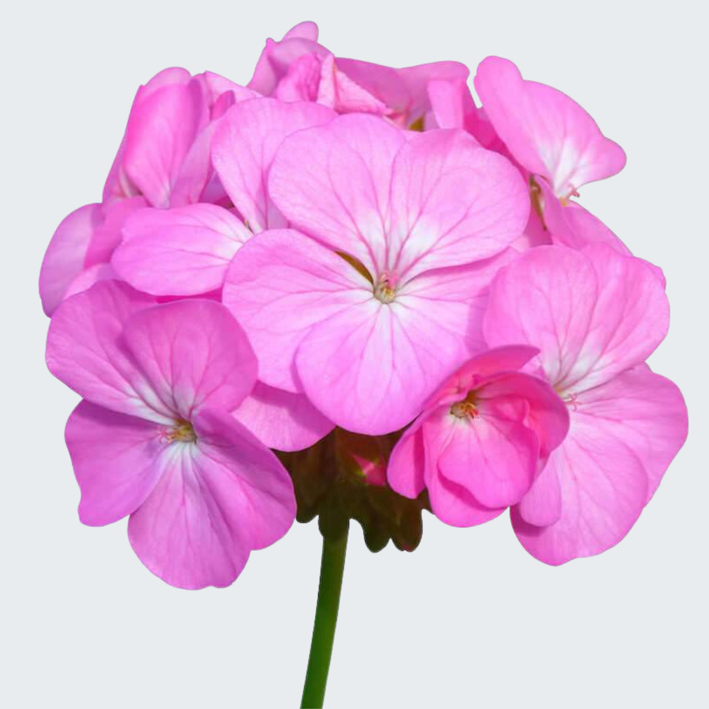 GERANIUM essential oil 100% Pure Pelargonium graveolens