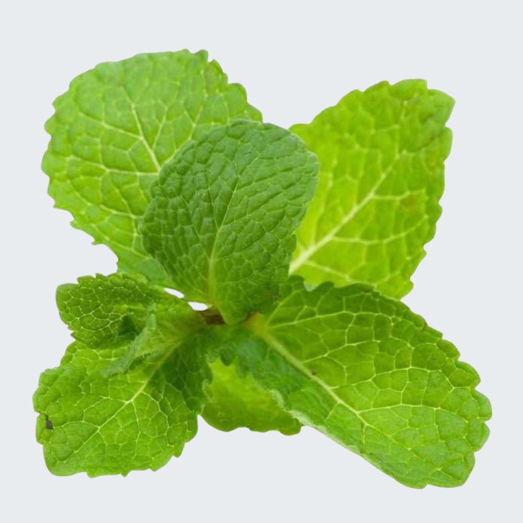 SPEARMINT ESSENTIAL OIL 100% PURE Mentha spicata