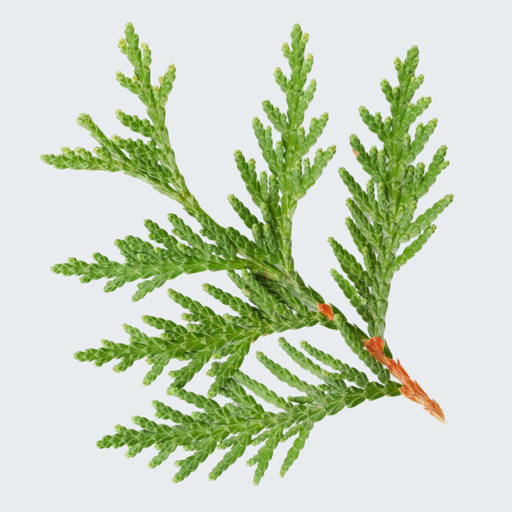 CEDAR LEAF (THUJA) ESSENTIAL OIL 100% PURE Thuja occidentalis